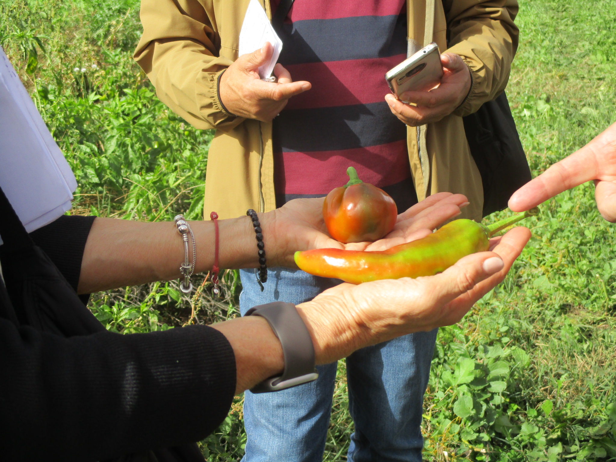 AZIENDA AGRICORA VALERIO2